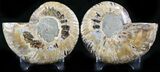 Polished Ammonite Pair - Million Years #26269-1